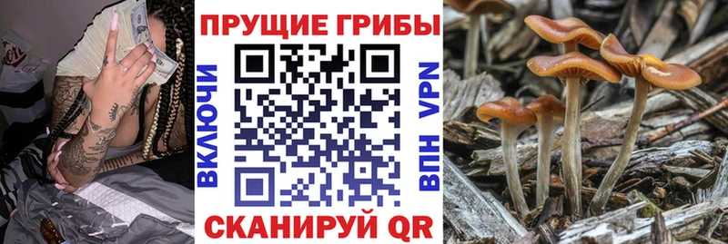 Псилоцибиновые грибы прущие грибы  блэк спрут зеркало  Тайшет 